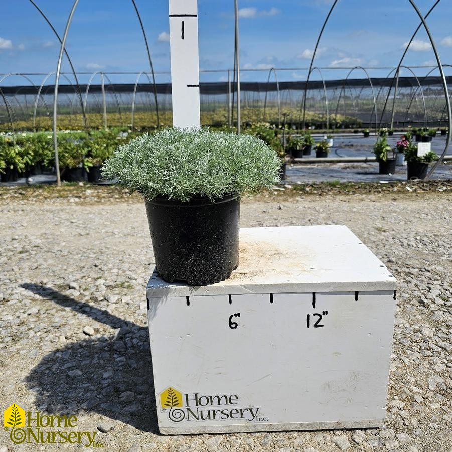 Artemisia schmidtiana 'Silver Mound'