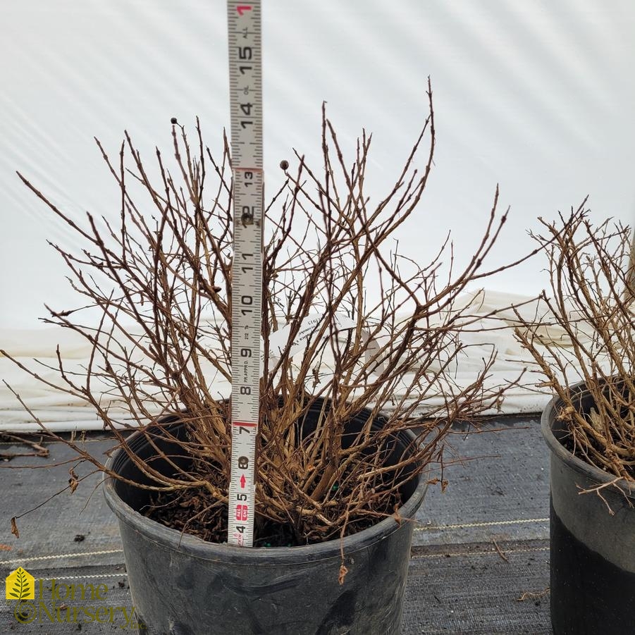 Lagerstroemia indica 'Pocomoke'