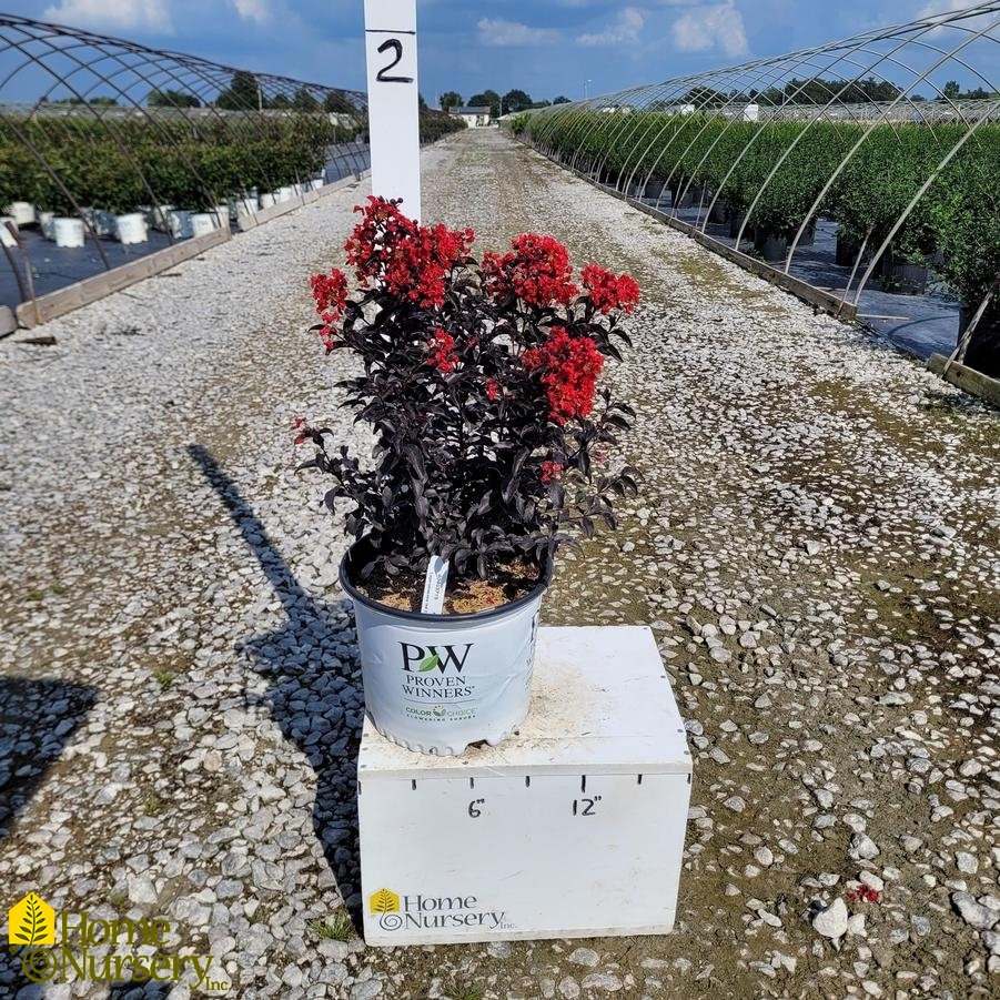 Lagerstroemia x Center Stage®Red