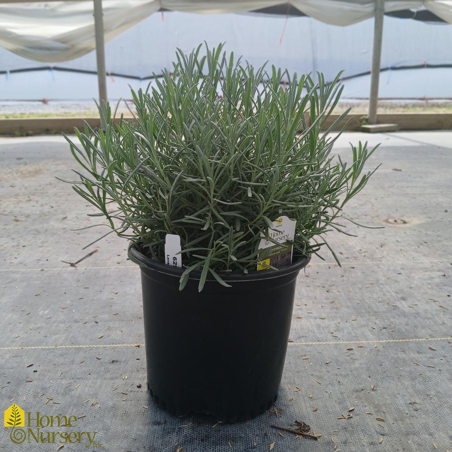 Lavandula x intermedia Phenomenal