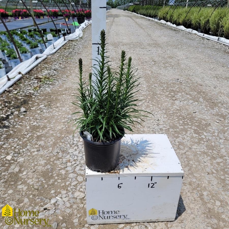Liatris spicata 'Kobold Original'