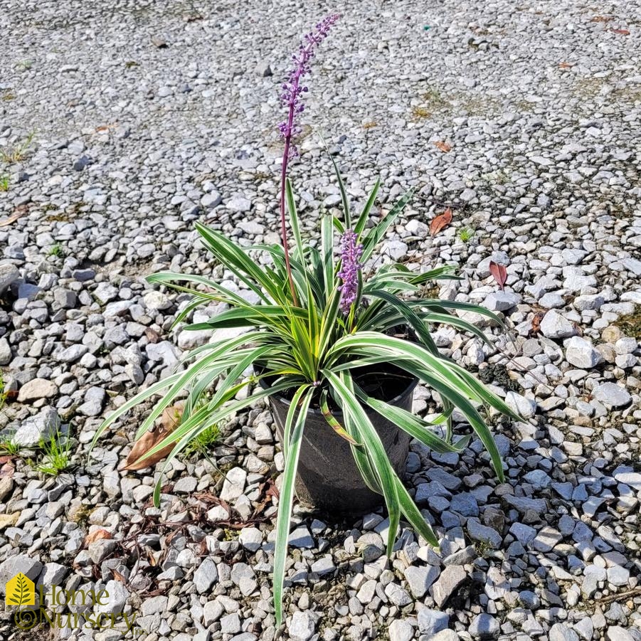 Liriope muscari 'Variegata'