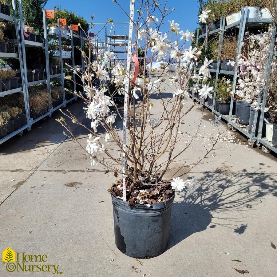 Magnolia stellata 'Royal Star'