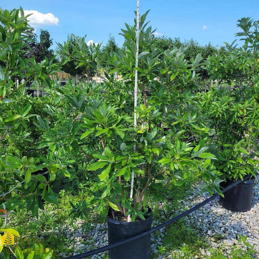 Magnolia virginiana Moonglow&reg;
