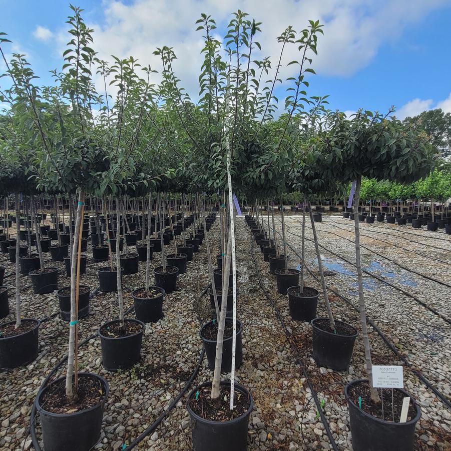 Malus x Coralburst&reg;