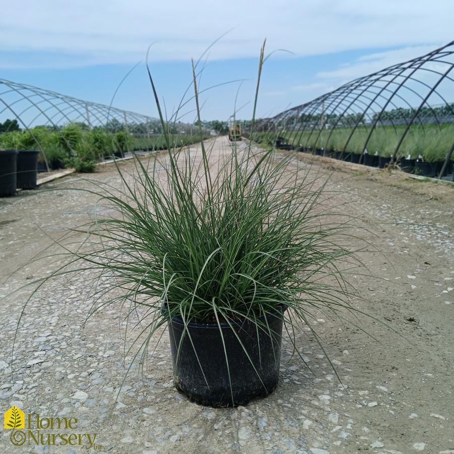 Miscanthus sinensis 'Adagio'