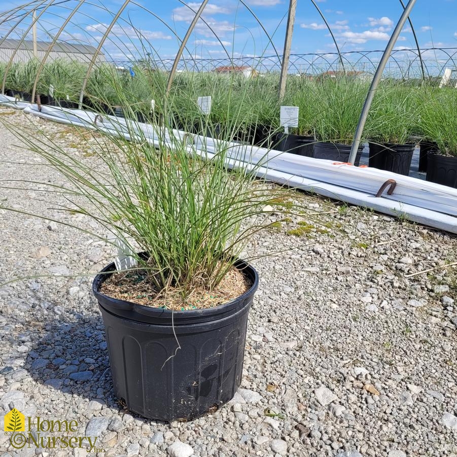 Miscanthus sinensis 'Gracillimus'