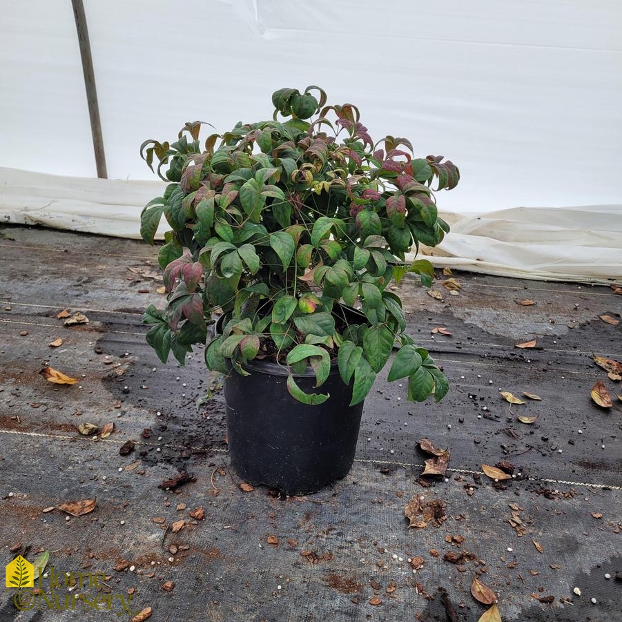 Nandina domestica 'Firepower'