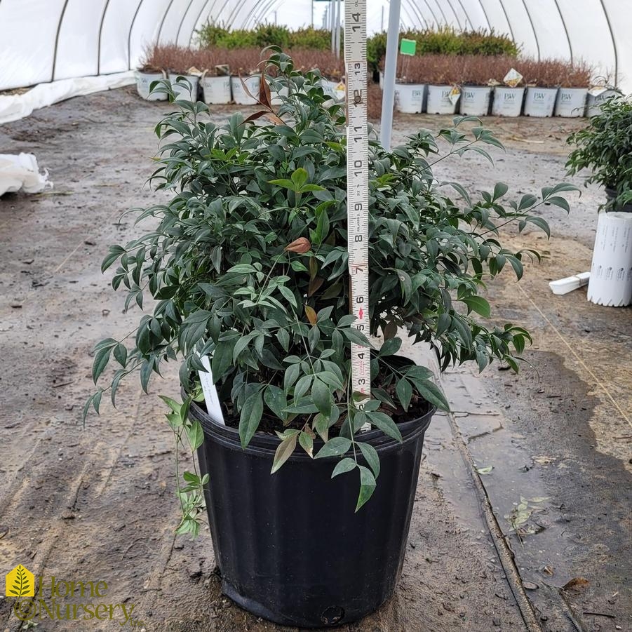 Nandina domestica 'Gulf Stream'