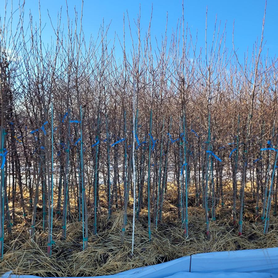 Nyssa sylvatica 'Wildfire'