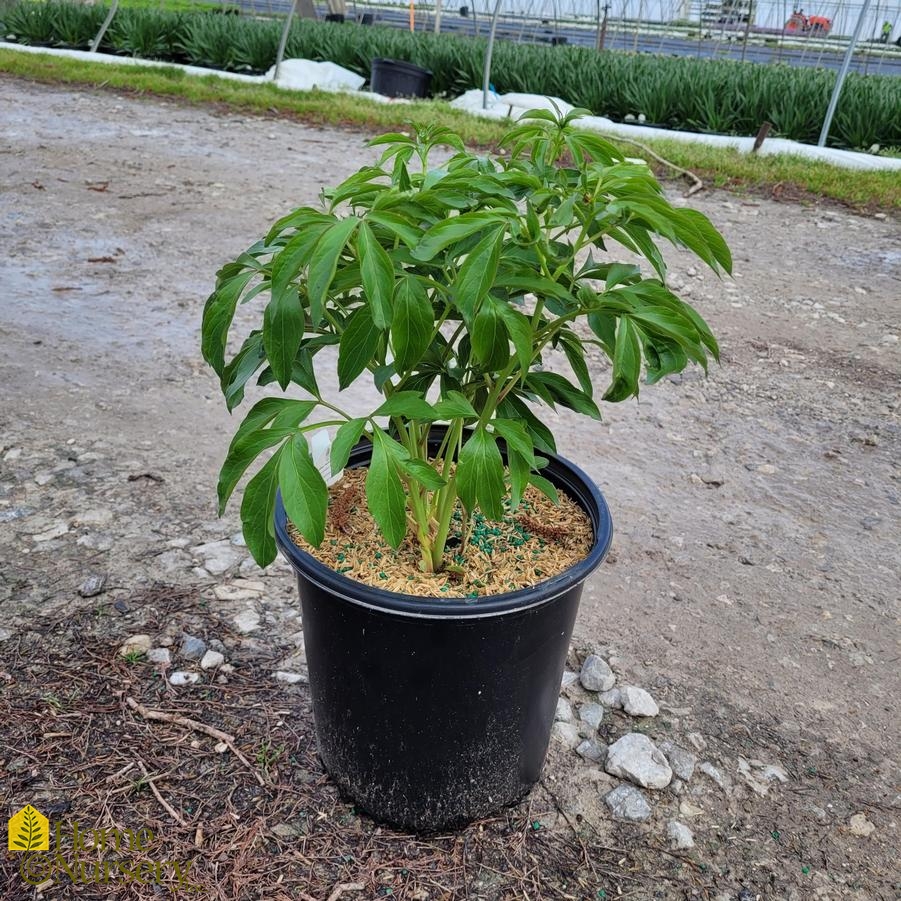 Paeonia lactiflora 'Duchesse De Nemours'