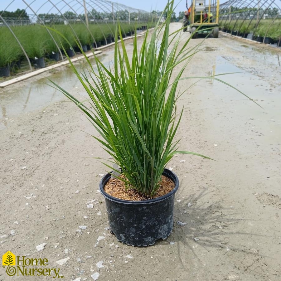 Panicum virgatum 'Northwind'