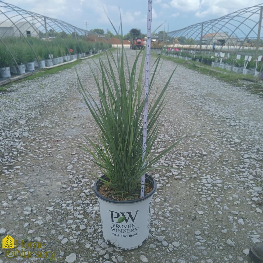 Panicum virgatum Prairie Winds&reg; 'Apache Rose'