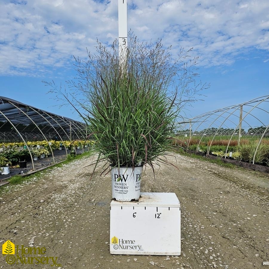 Panicum virgatum Prairie Winds® 'Cheyenne Sky'