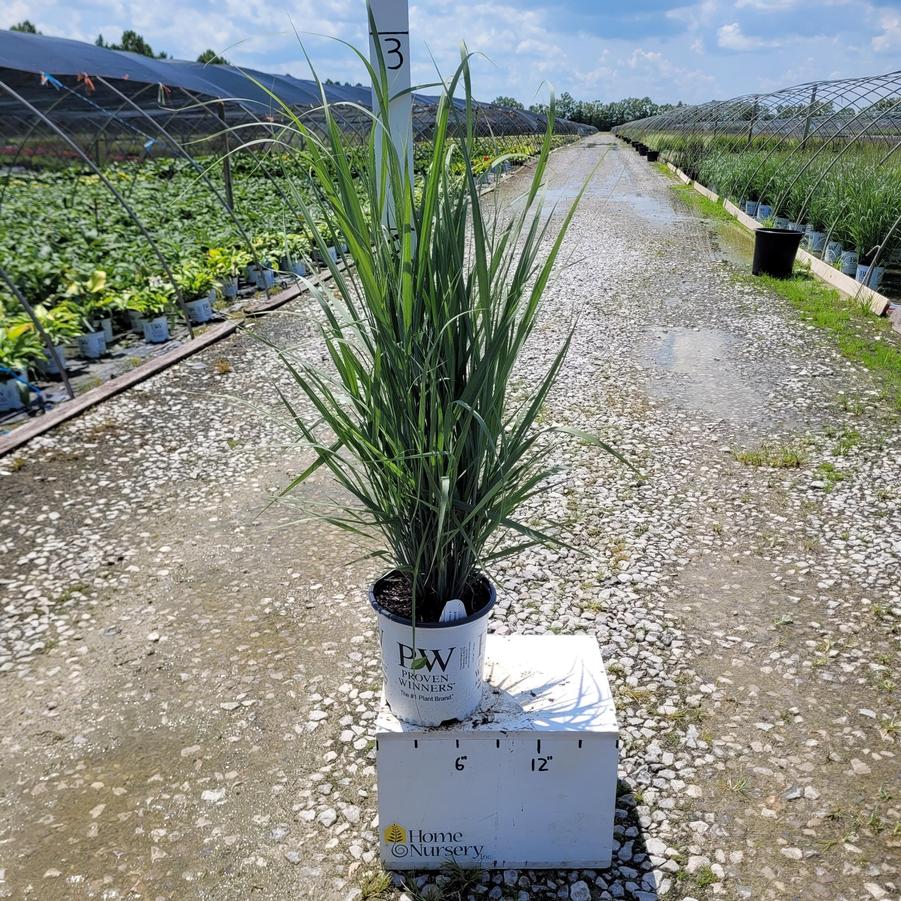 Panicum virgatum Prairie Winds® 'Totem Pole'