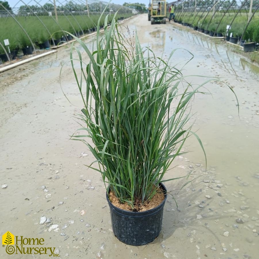 Panicum virgatum 'Shenandoah'
