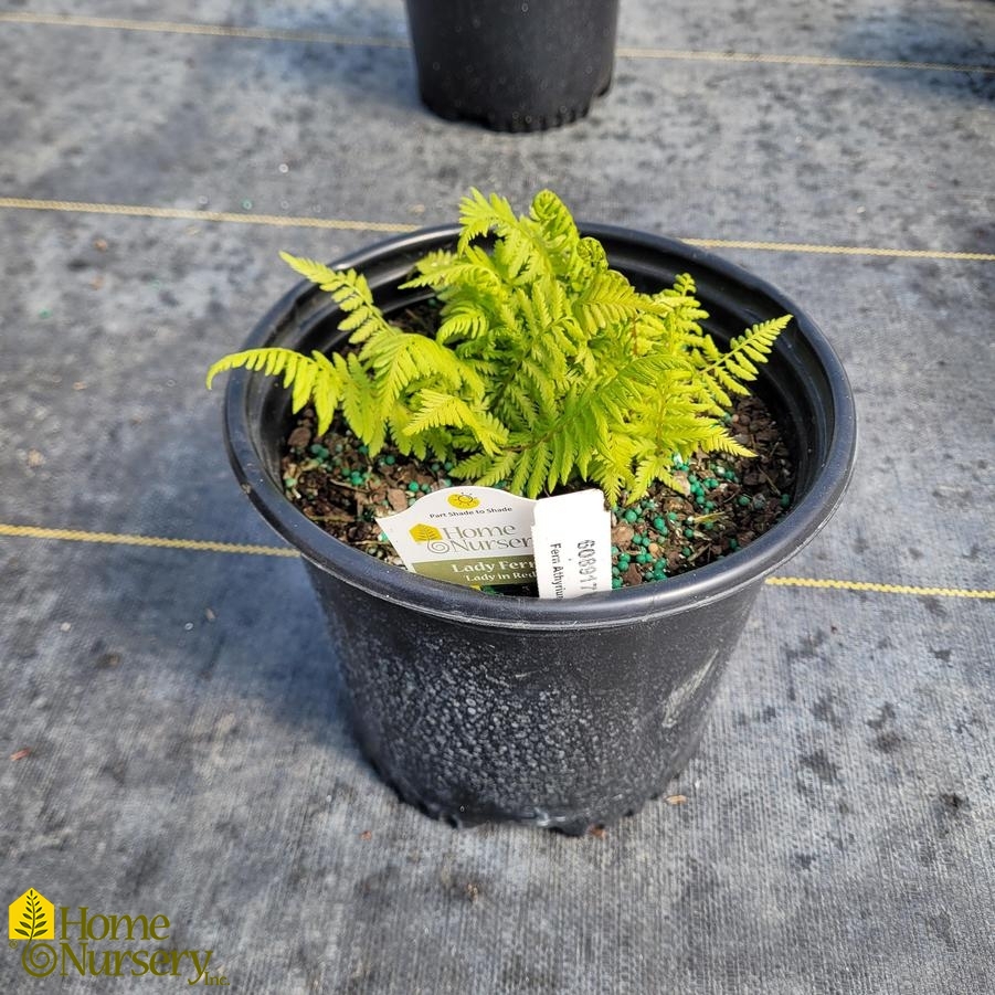 Athyrium filix-femina var. angustum 'Lady in Red'