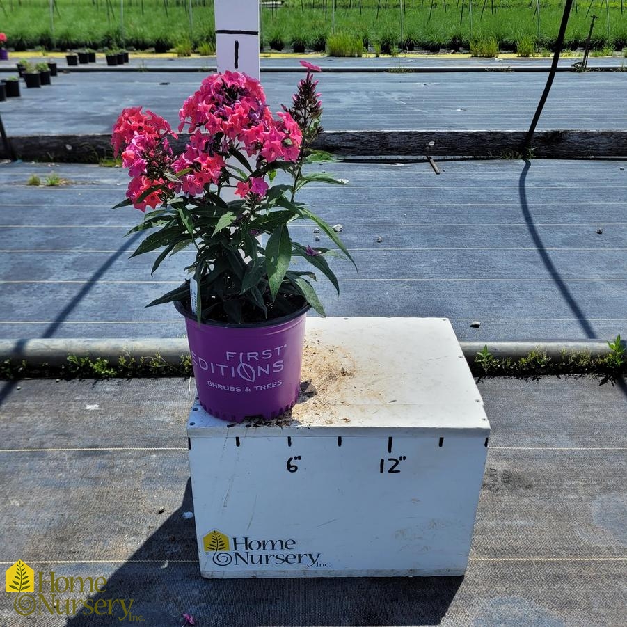 Phlox paniculata Candy Store® Coral Crème Drop™