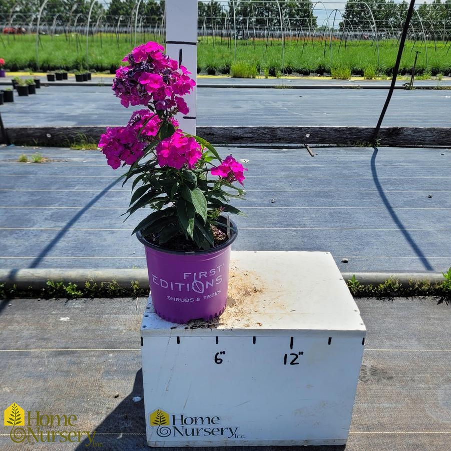 Phlox paniculata Candy Store® Grape Lollipop™