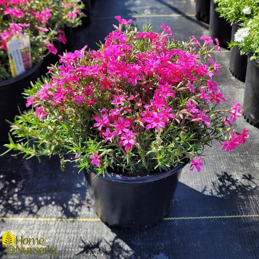 Phlox subulata 'Red Wing'
