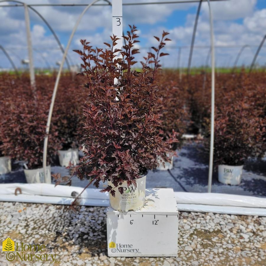 Physocarpus opulifolius Summer Wine®