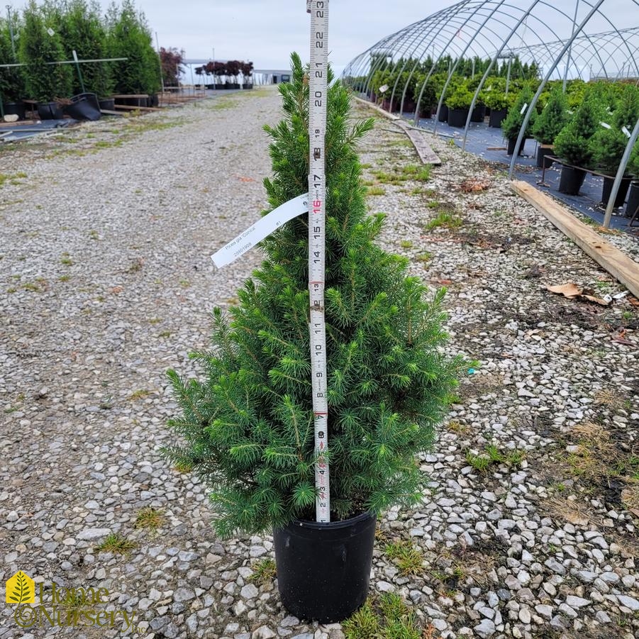 Picea glauca 'Conica'