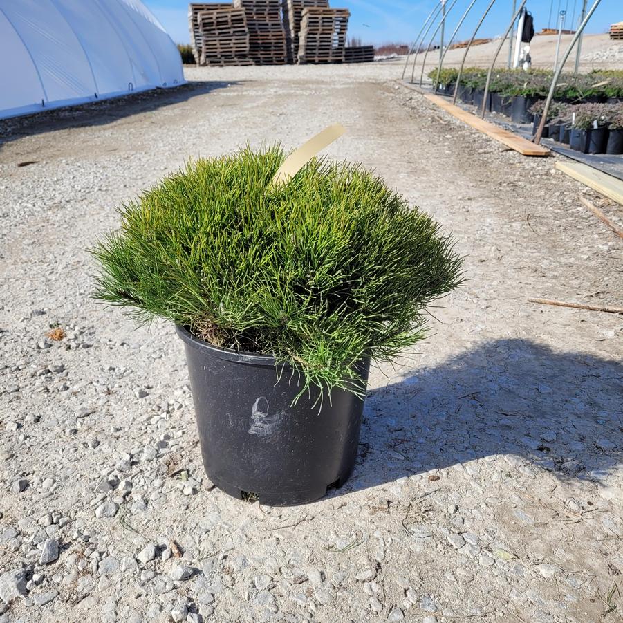 Pinus mugo var. pumilio 