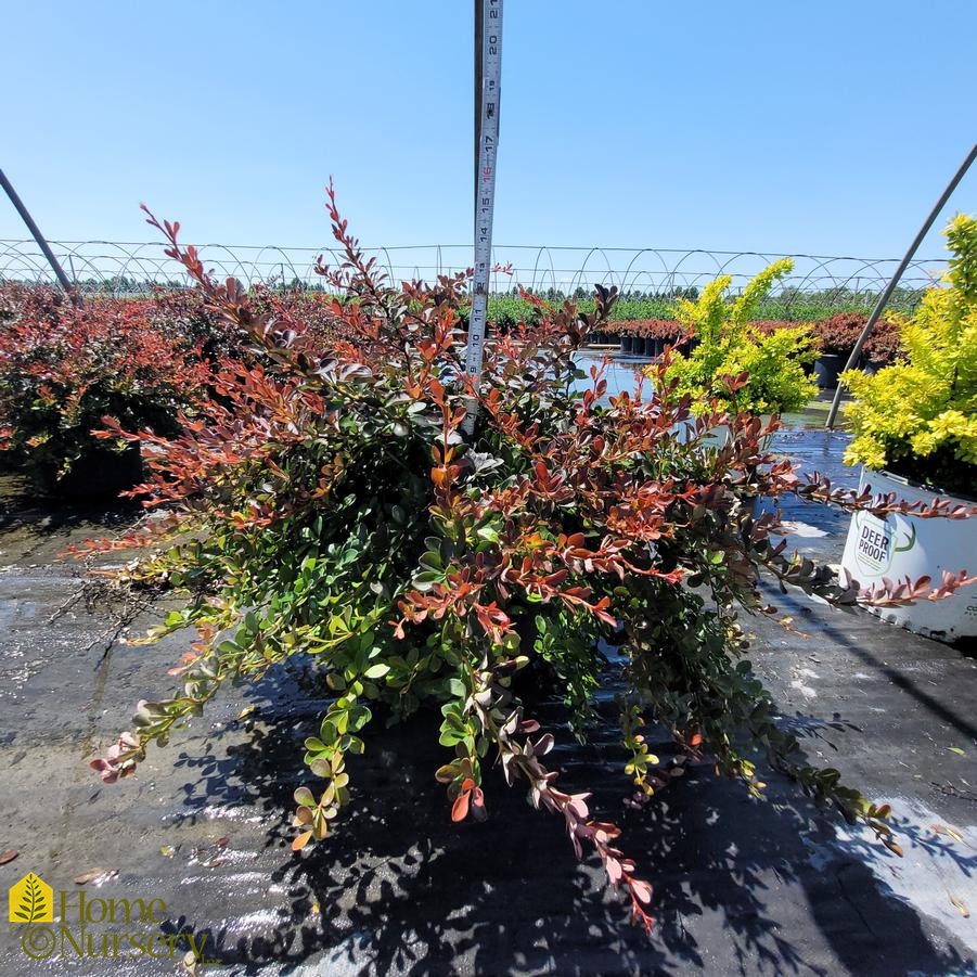 Berberis thunbergii 'Crimson Pygmy'