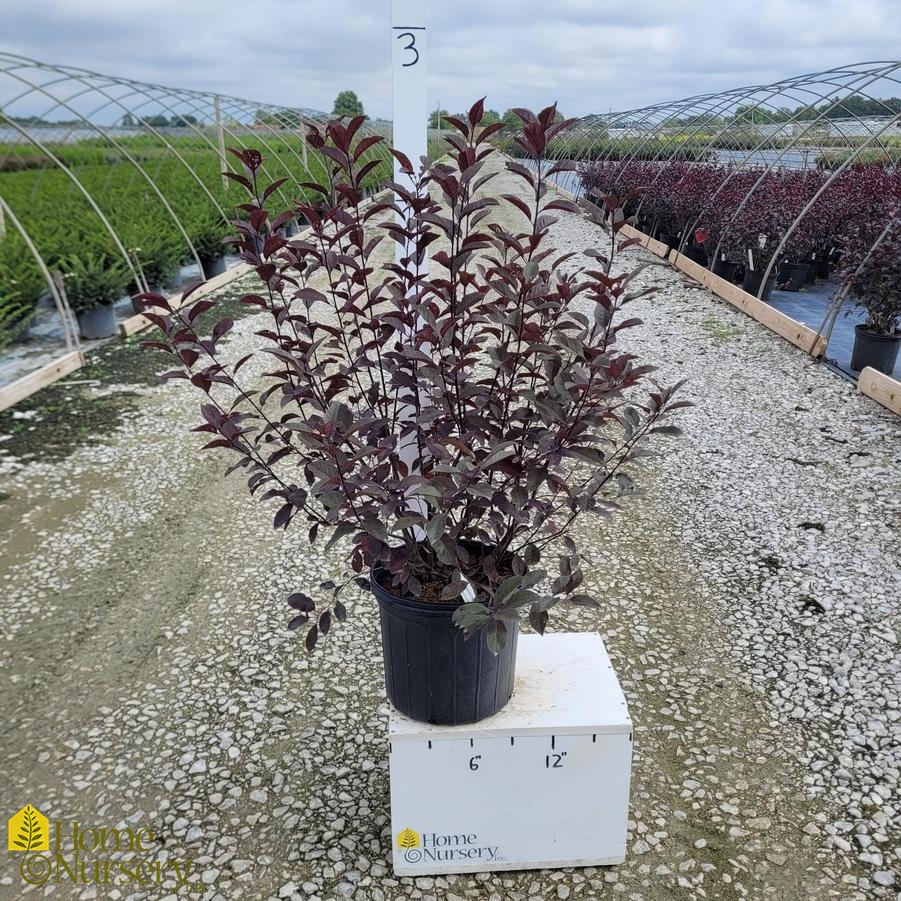 Prunus x cistena 