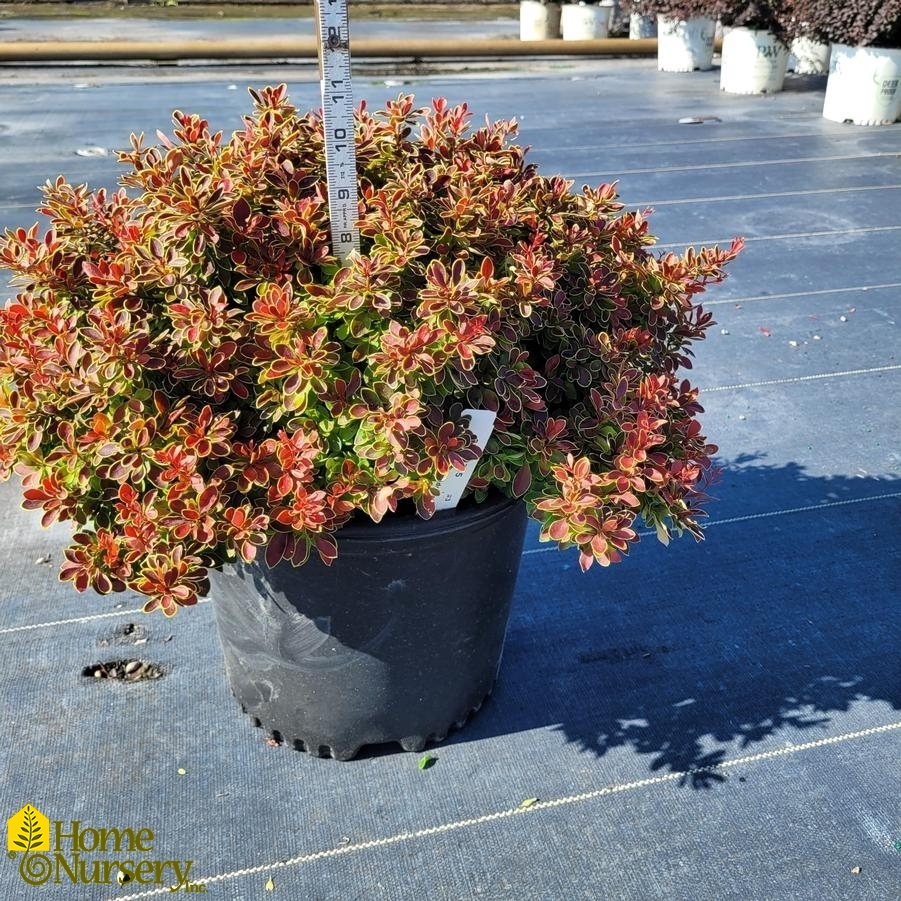 Berberis thunbergii f. atropurpurea 'Admiration'