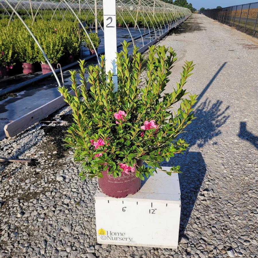 Rhododendron Encore® Autumn Carnation®