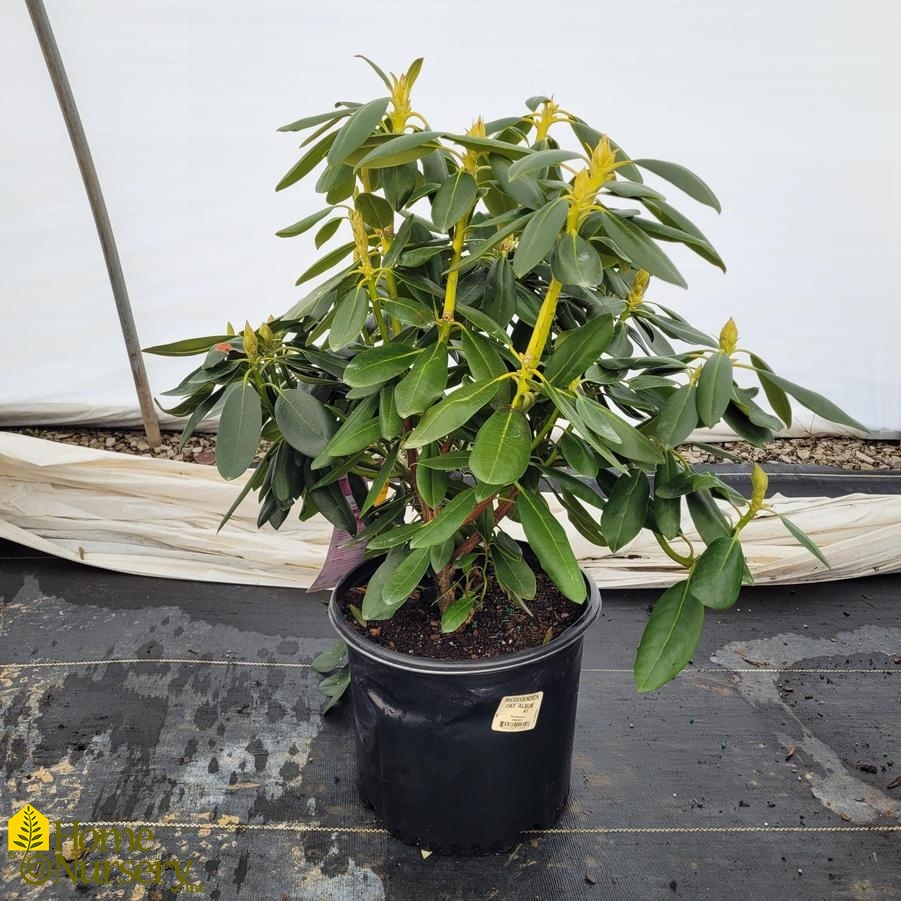 Rhododendron x 'Catawbiense Album'