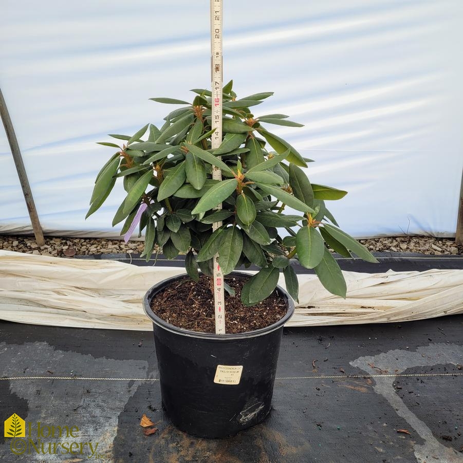 Rhododendron x 'English Roseum'