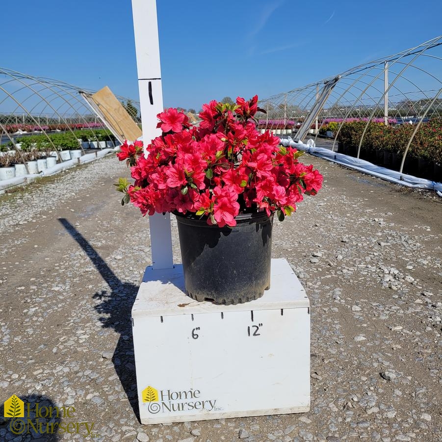 Rhododendron x 'Girard's Crimson'