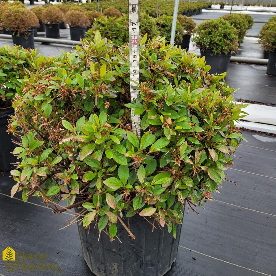Rhododendron x 'Karen'