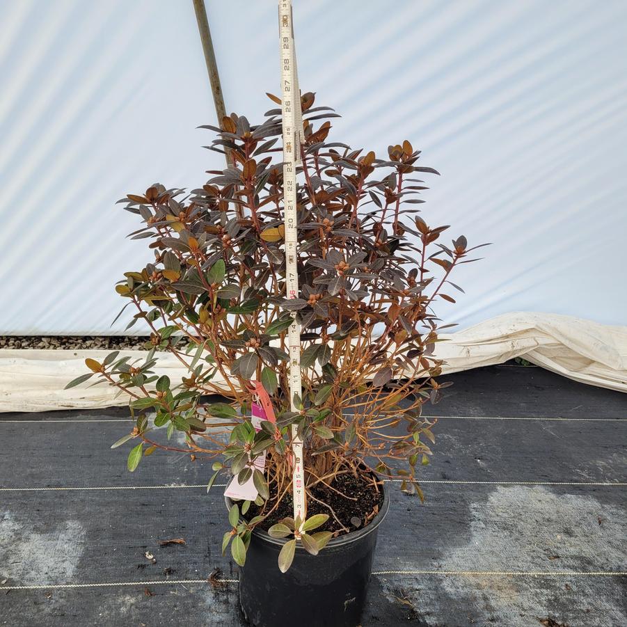 Rhododendron x 'P.J.M. Elite'