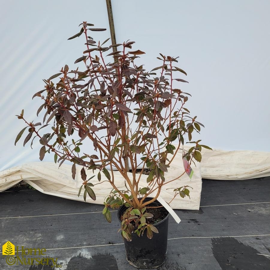 Rhododendron x 'Landmark'