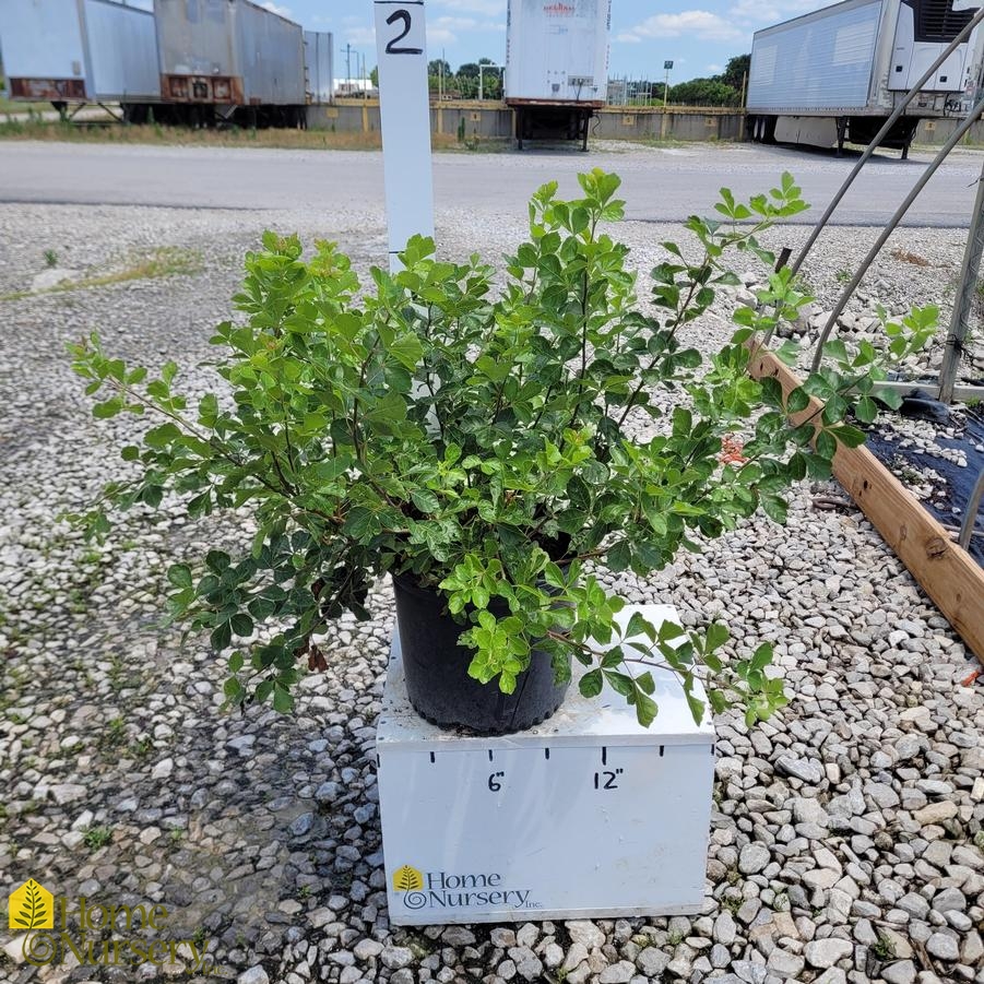 Rhus aromatica 'Gro-Low'