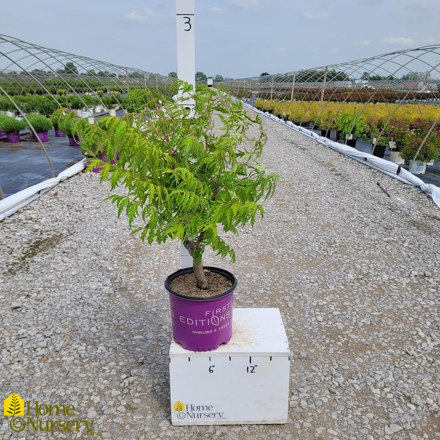 Rhus typhina Tiger Eyes®