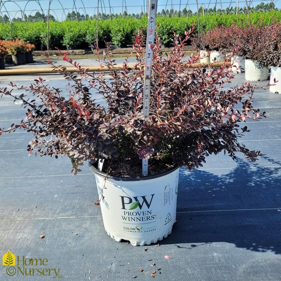 Berberis x Sunjoy Mini Maroon®