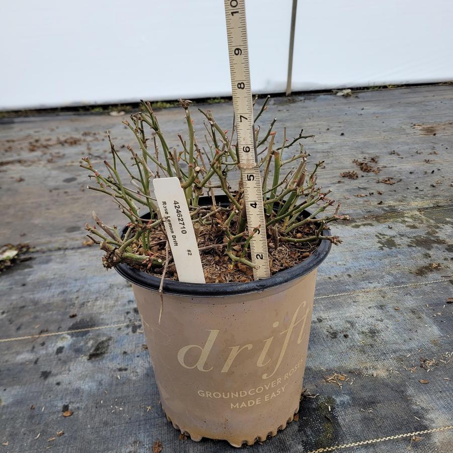 Rosa x Lemon Drift&reg;