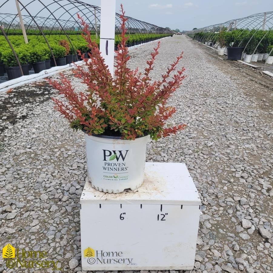 Berberis x Sunjoy® Tangelo