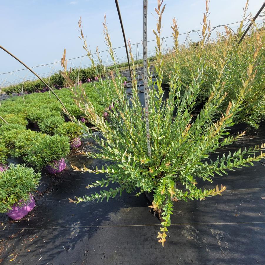 Salix integra 'Hakuro-nishiki'