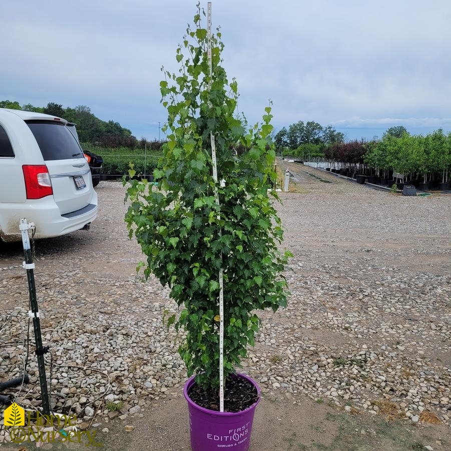 Betula platyphylla Parkland Pillar&reg;