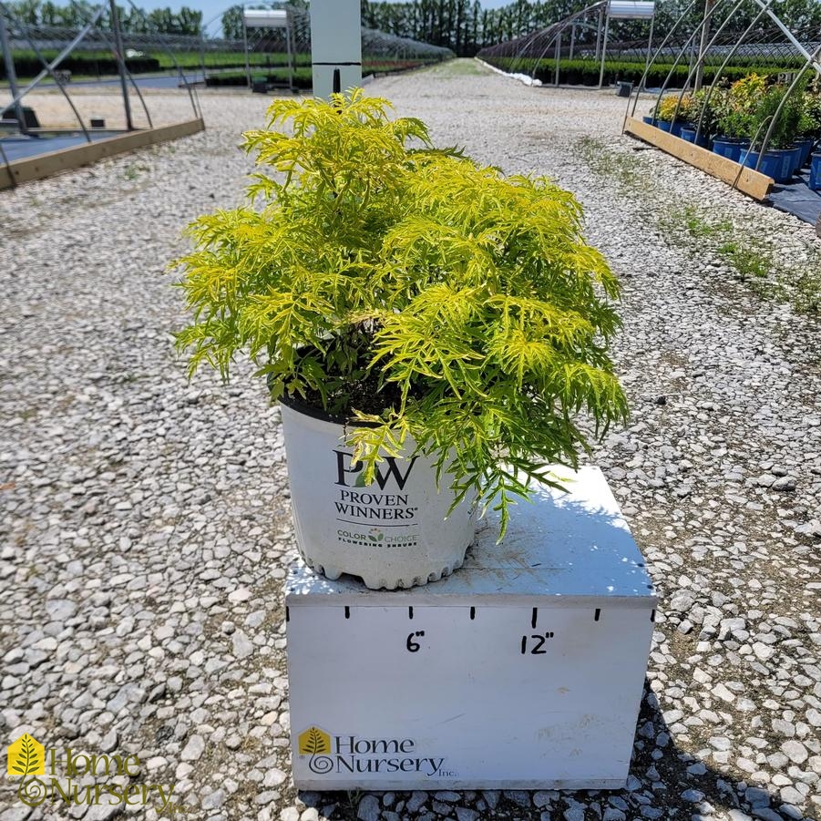 Sambucus racemosa Lemony Lace®