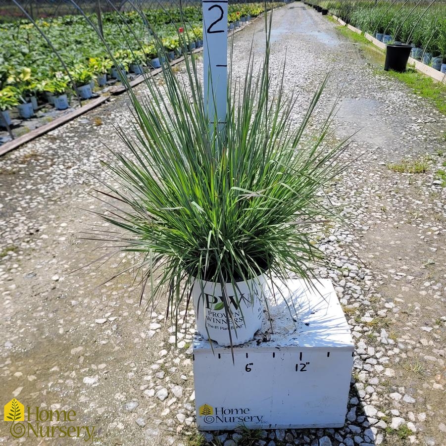 Schizachyrium scoparium Prairie Winds® 'Blue Paradise'