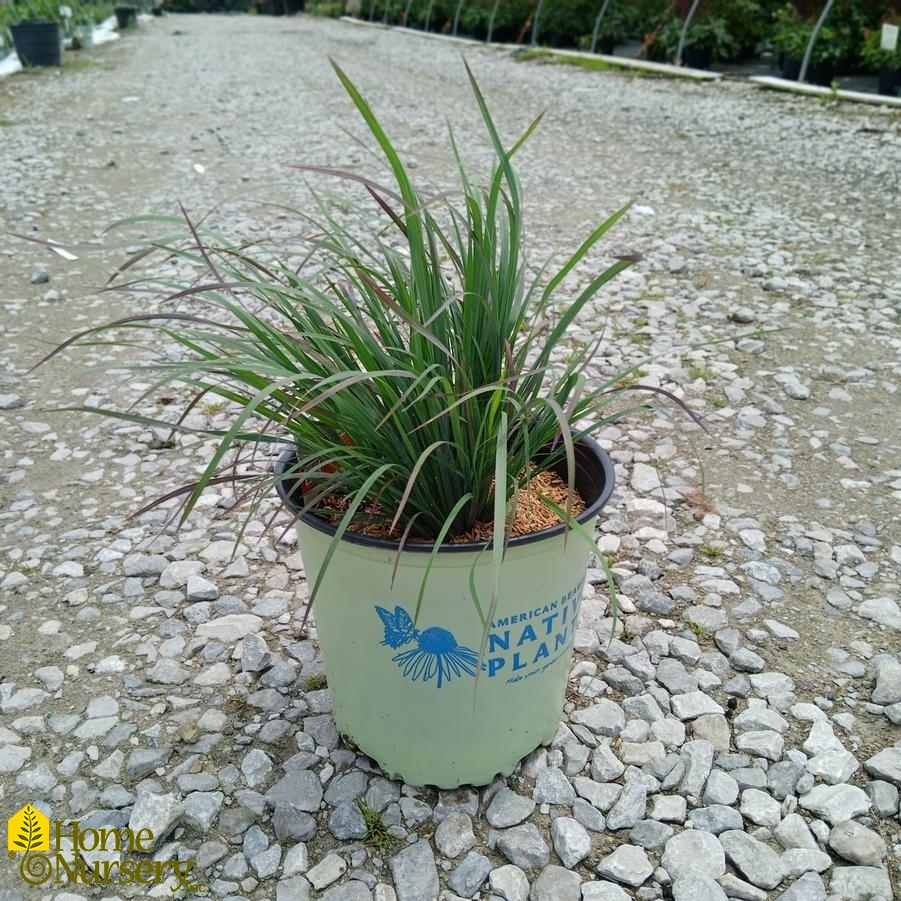 Schizachyrium scoparium 'Standing Ovation'