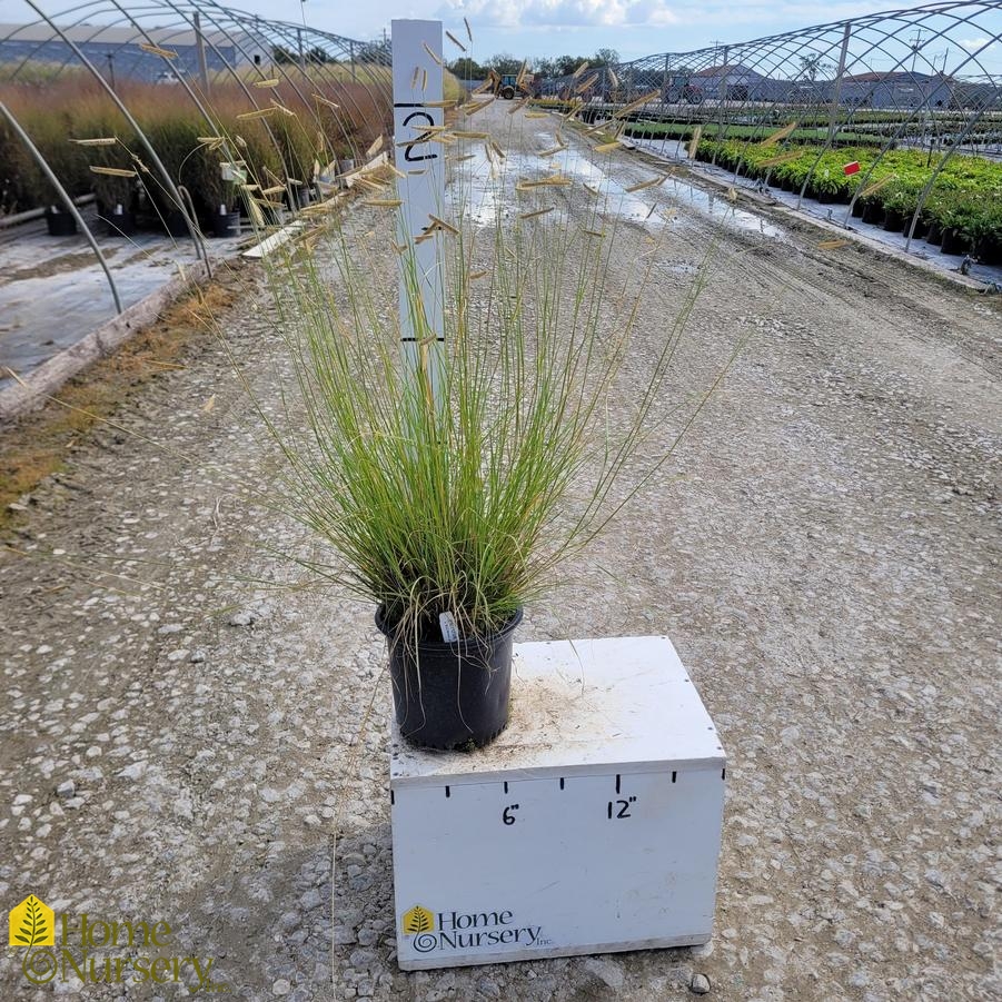 Bouteloua gracilis 'Blonde Ambition'