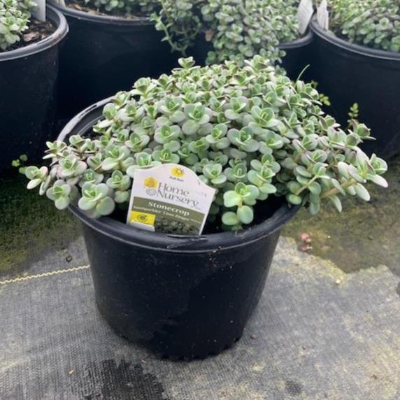 Sedum x Sunsparkler&reg; 'Lime Zinger'