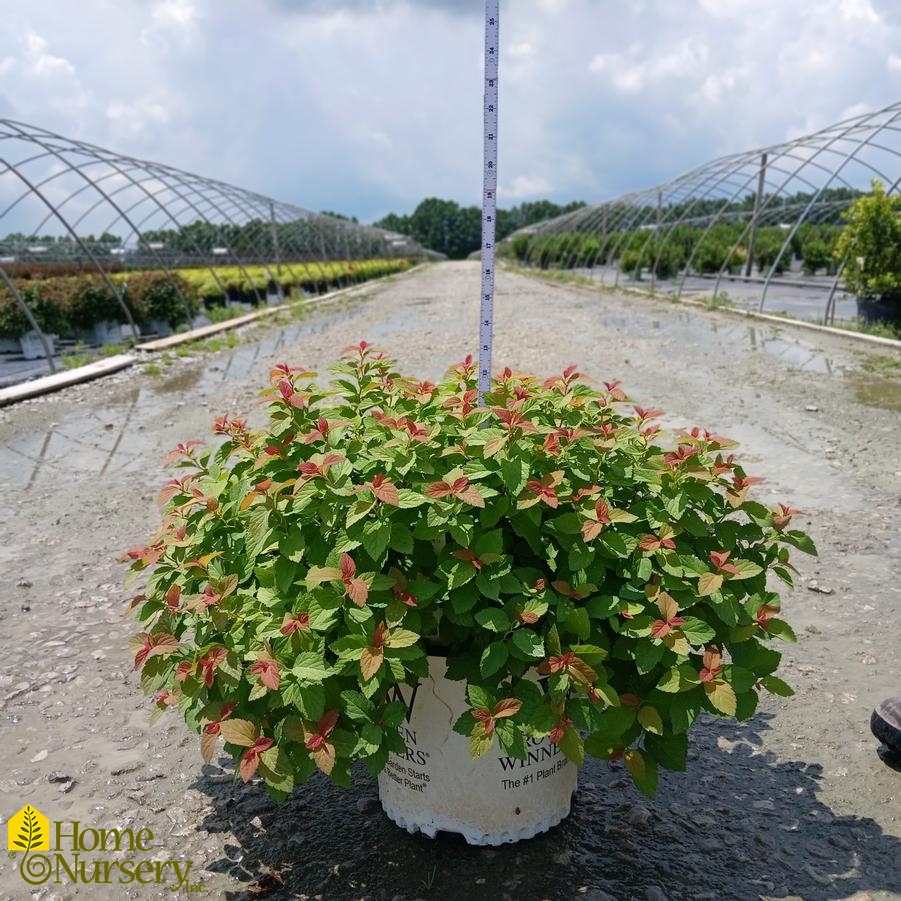 Spiraea japonica Double Play Big Bang®